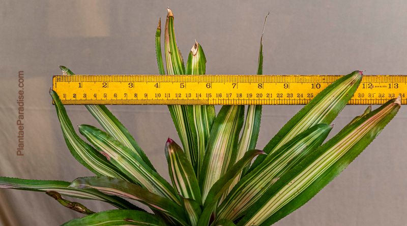 Neoregelia carolinae tricolor (A Blushing Bromeliad)