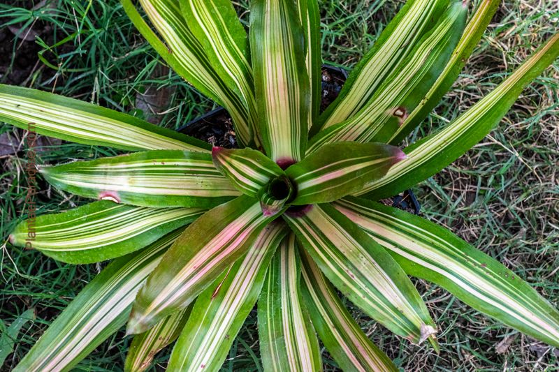 Neoregelia carolinae tricolor (A Blushing Bromeliad) Neoregelia carolinae tricolor (A Blushing Bromeliad)