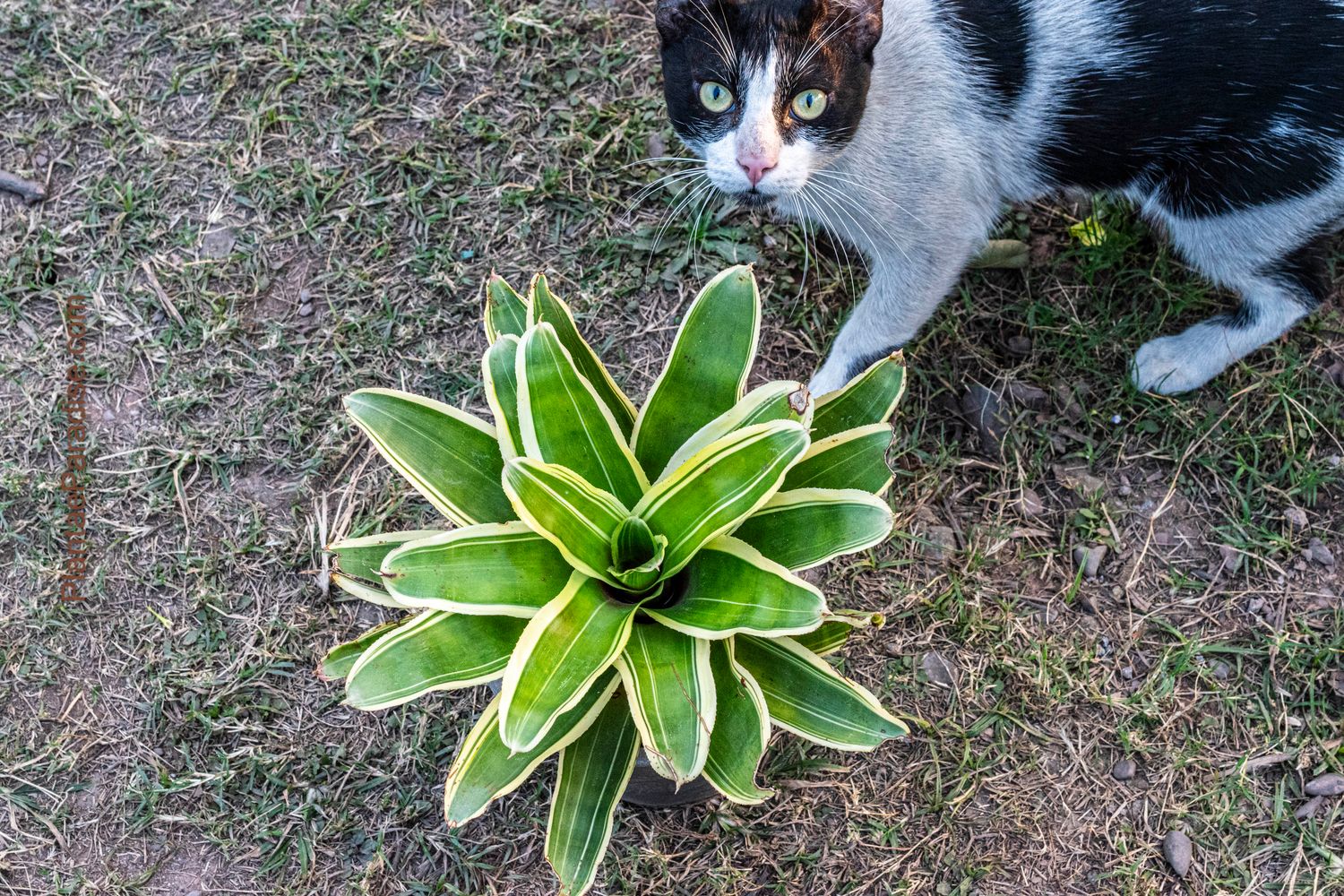 Bromeliad neoregelia flandria (A Blushing Bromeliad)