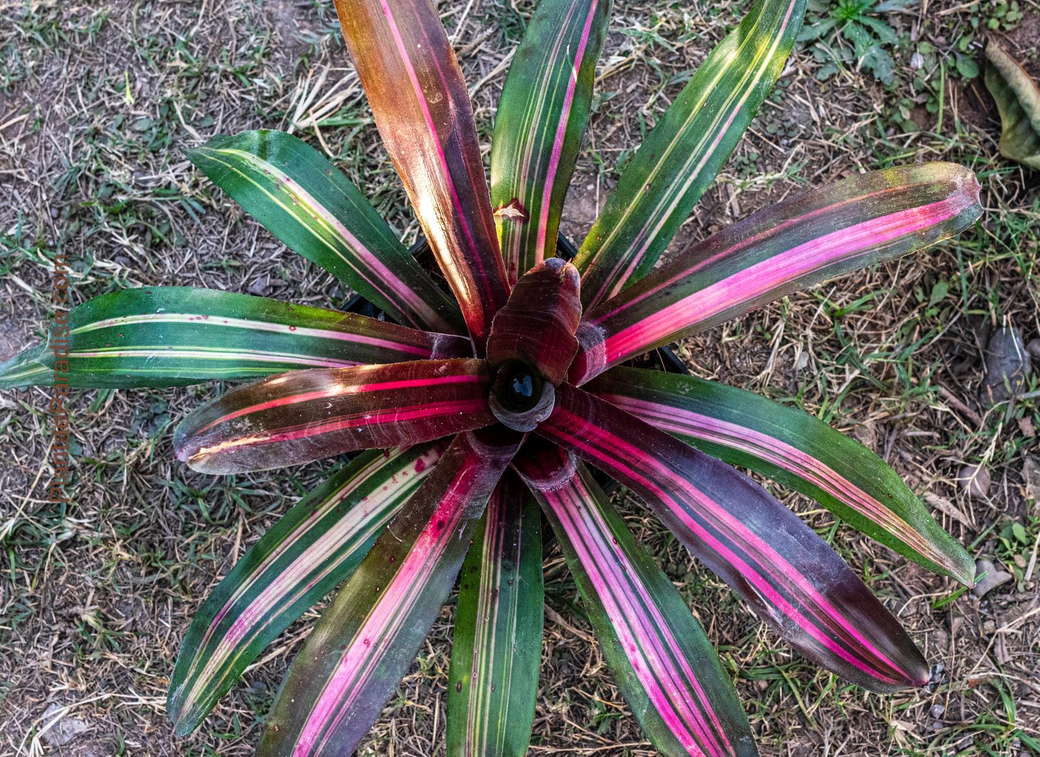 Bromeliad neoregelia 'Lila Candy Stripe' (A Blushing Bromeliad)