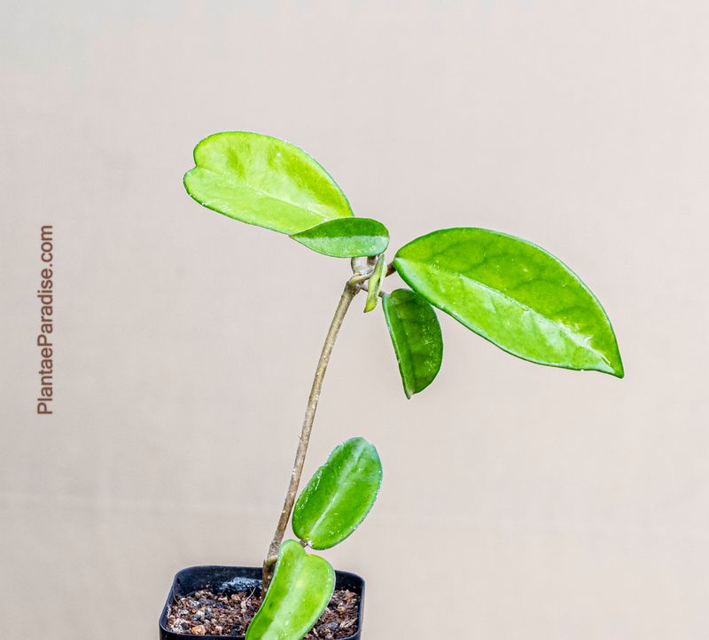 Hoya carnosa