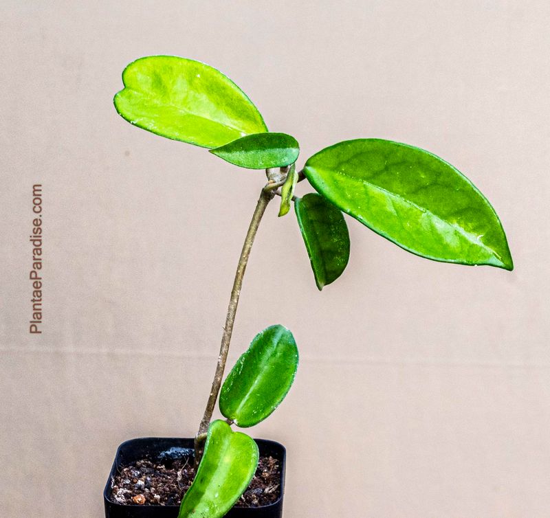 Hoya carnosa young plant, different angle