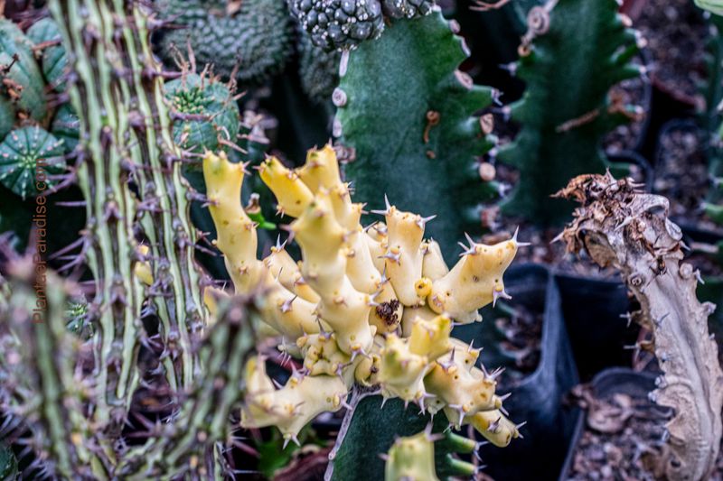 Euphorbia clivicola variegata Euphorbia clivicola variegata