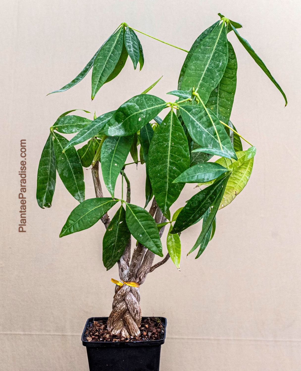 Braided Pachira Braided Pachira