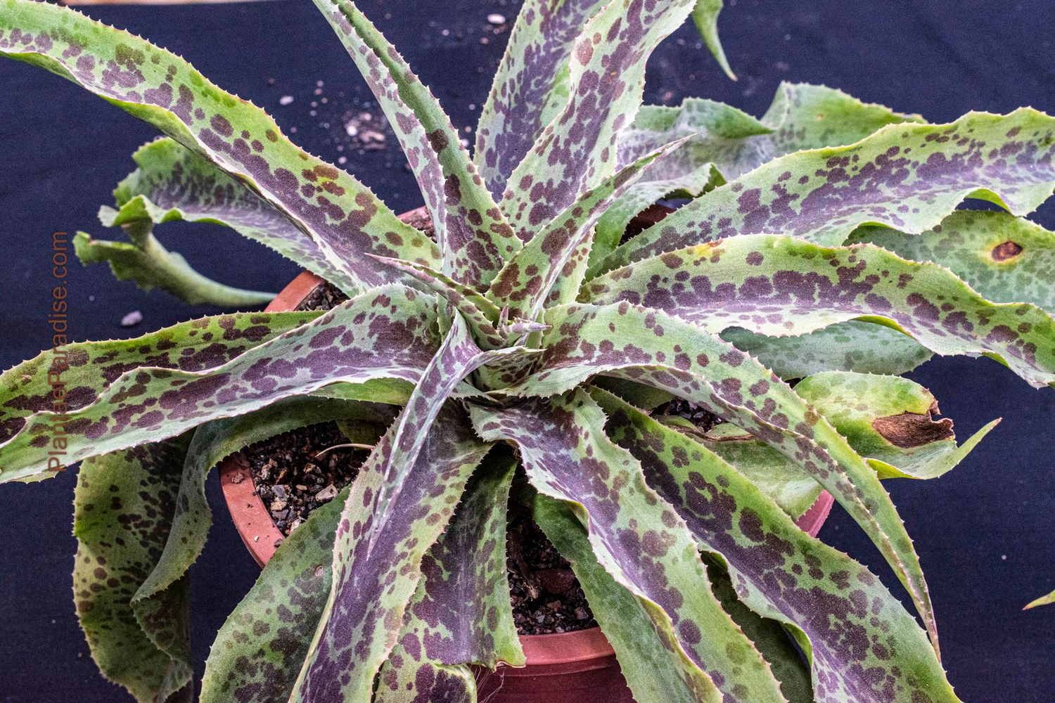 Mangave Dreadlocks Mangave Dreadlocks