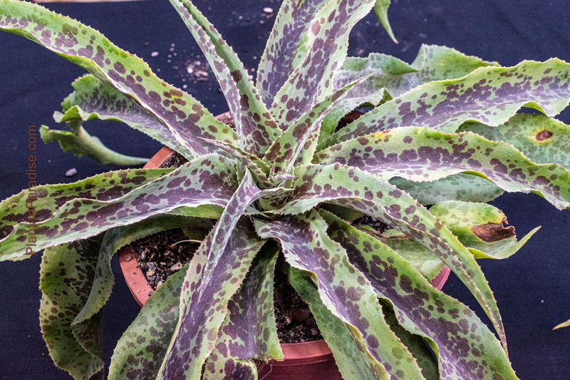 Mangave Dreadlocks Mangave Dreadlocks