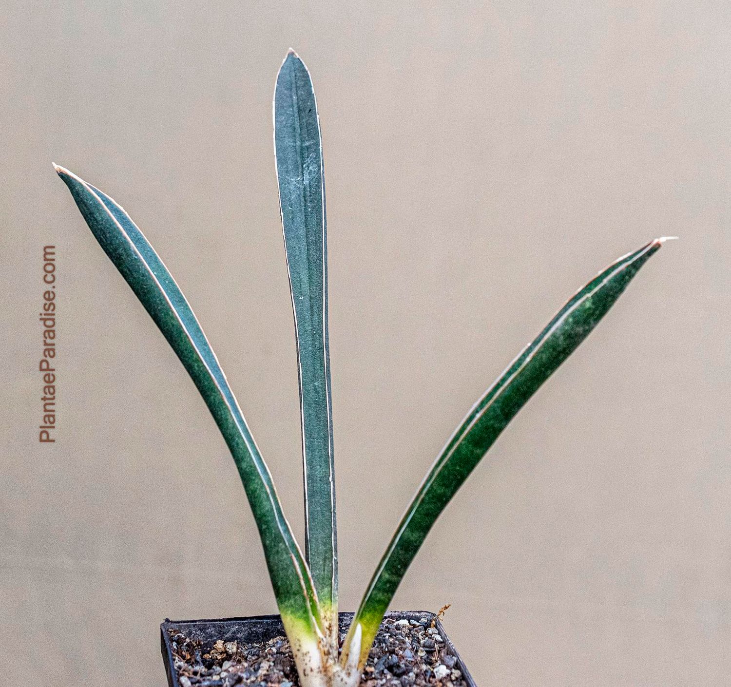 Sansevieria hallii bat Sansevieria hallii bat