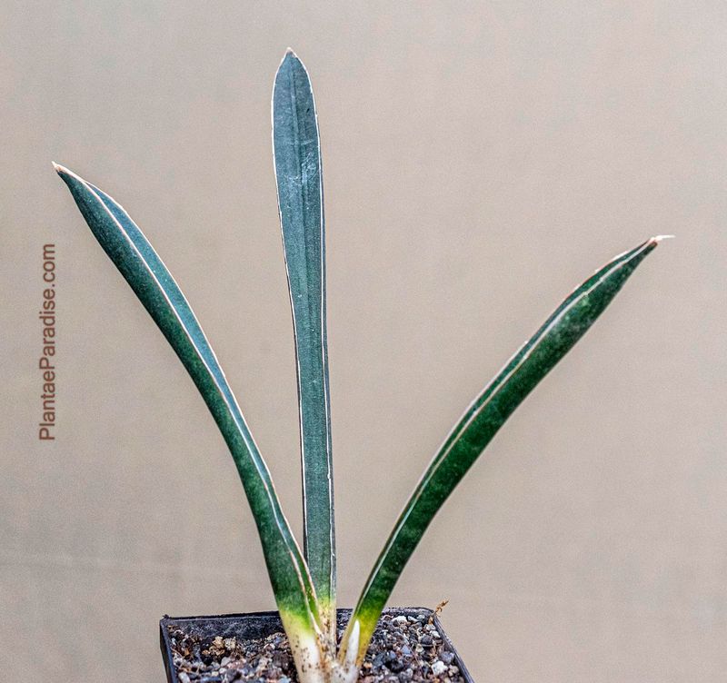 Sansevieria hallii bat Sansevieria hallii bat