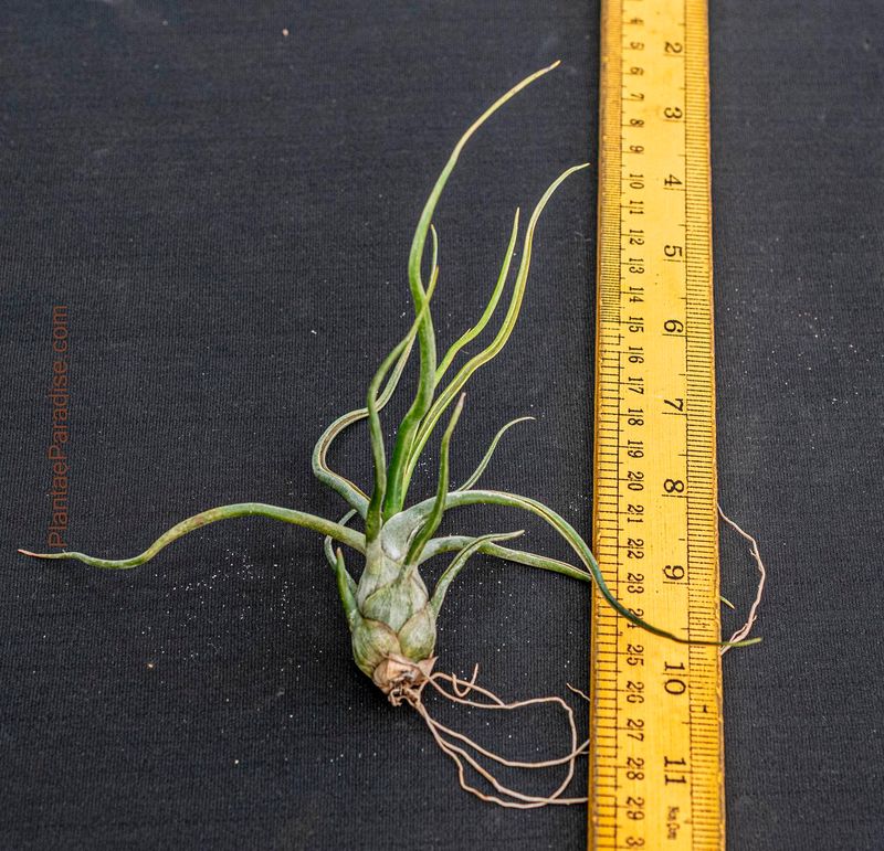 Tillandsia bulbosa