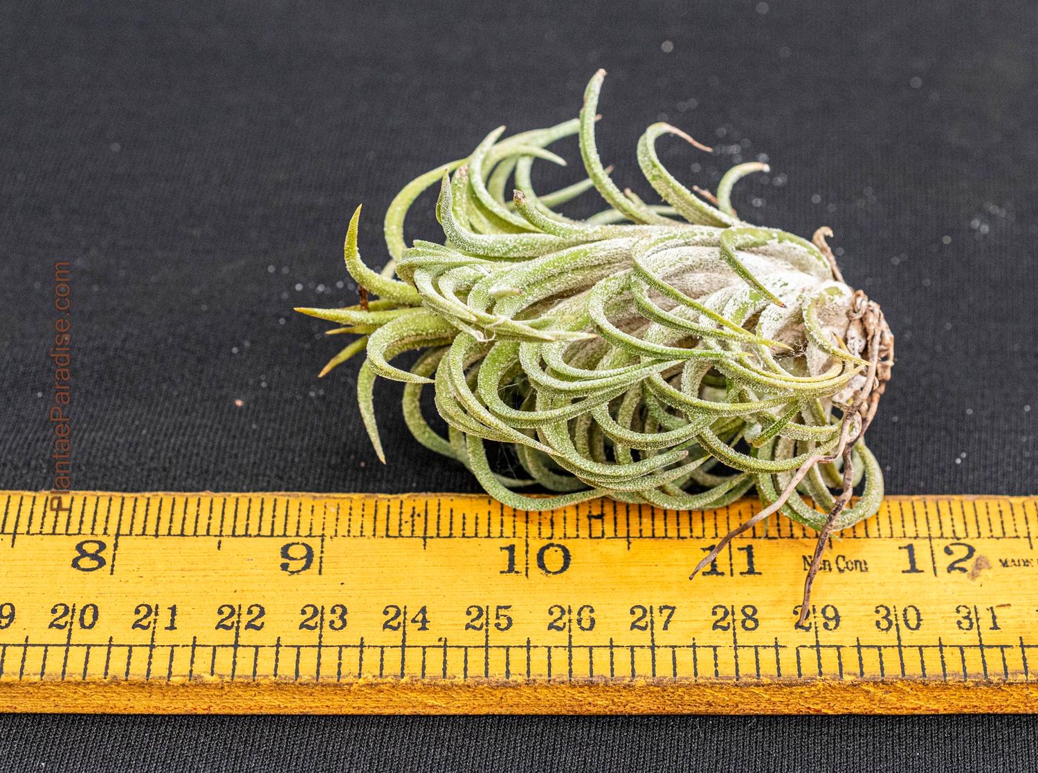 Air Plant Tillandsia ionantha 'Huamelula'