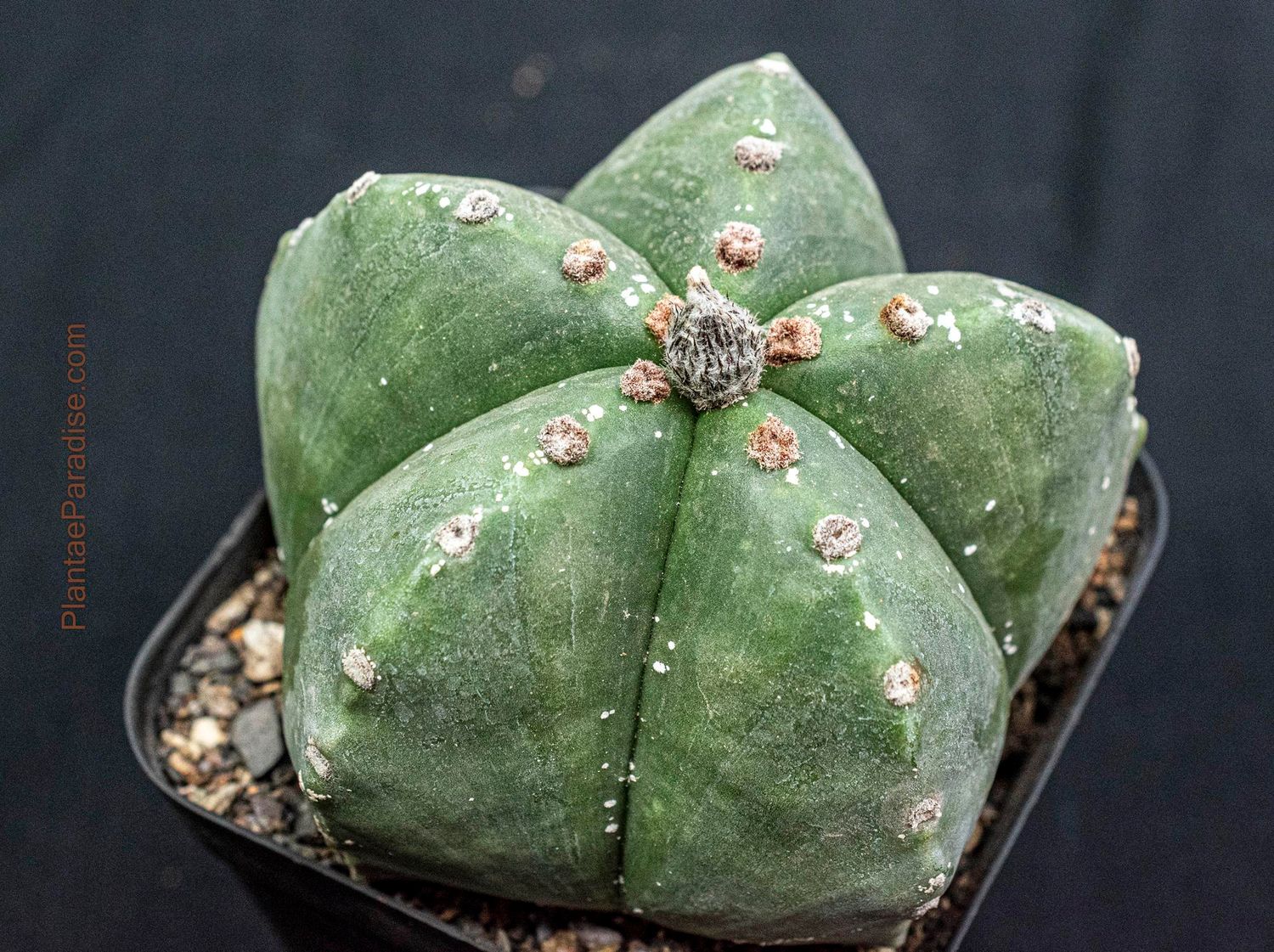 Astrophytum Myriostigma Nudum - Top view 