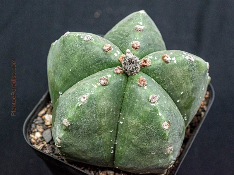 Astrophytum Myriostigma Nudum - Top view 