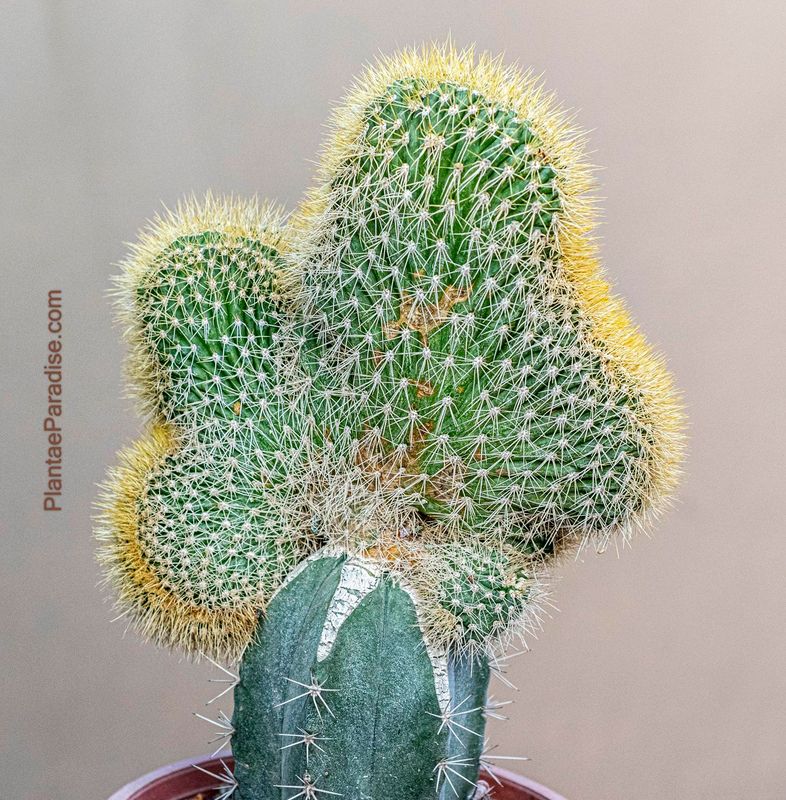 Cleistocactus Parapetiensis F. Cristata