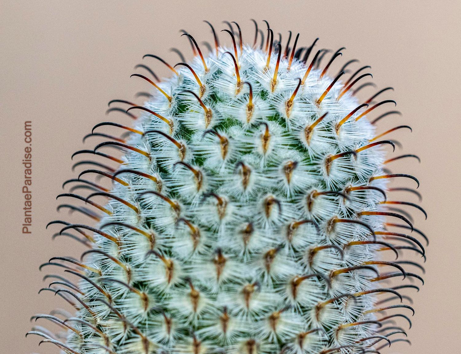 Mammillaria Perezdelarosae