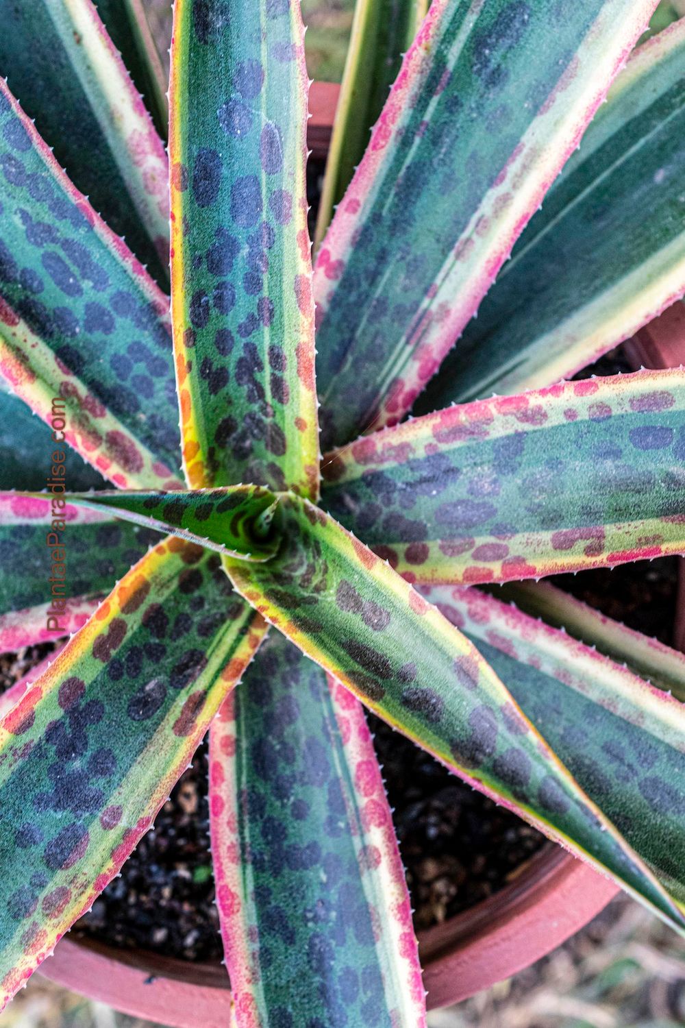 Mangave Klaiedoscope Mangave Klaiedoscope