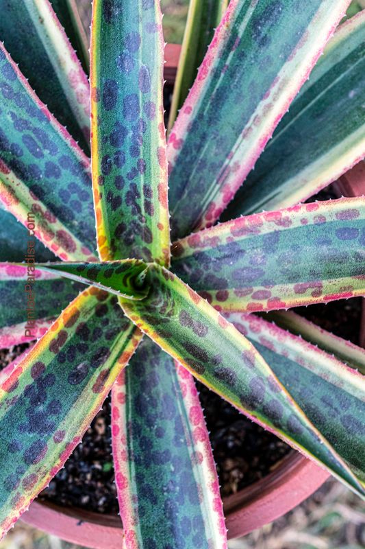 Mangave Klaiedoscope Mangave Klaiedoscope