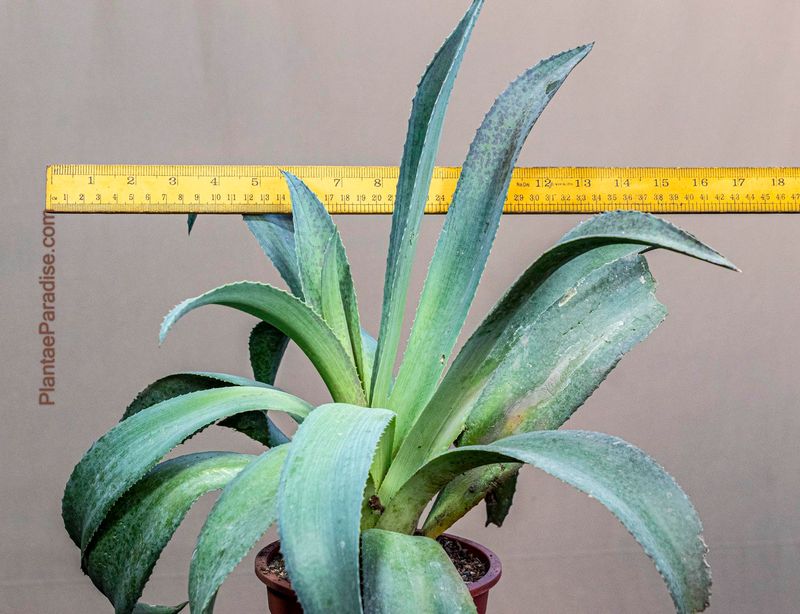 Mangave Purple People Eater Mangave Purple People Eater