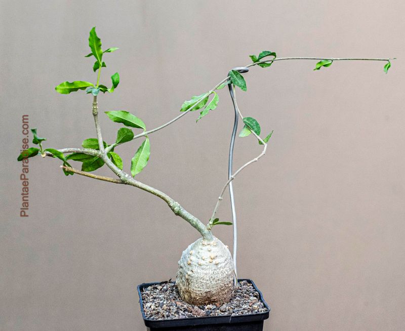 Fockea edulis Fockea edulis