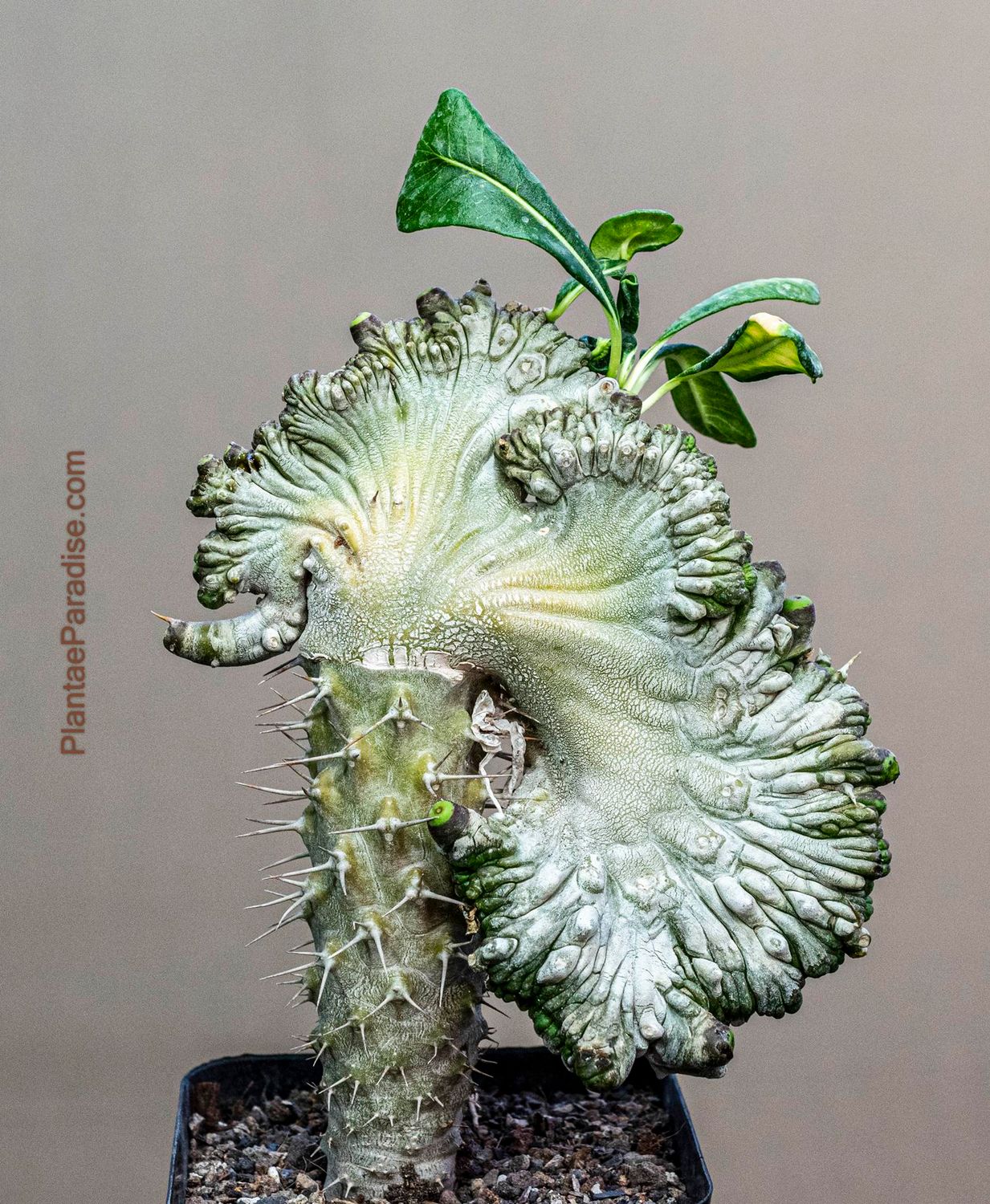 Pachypodium lamerei crest monstrose form Pachypodium lamerei crest monstrose form