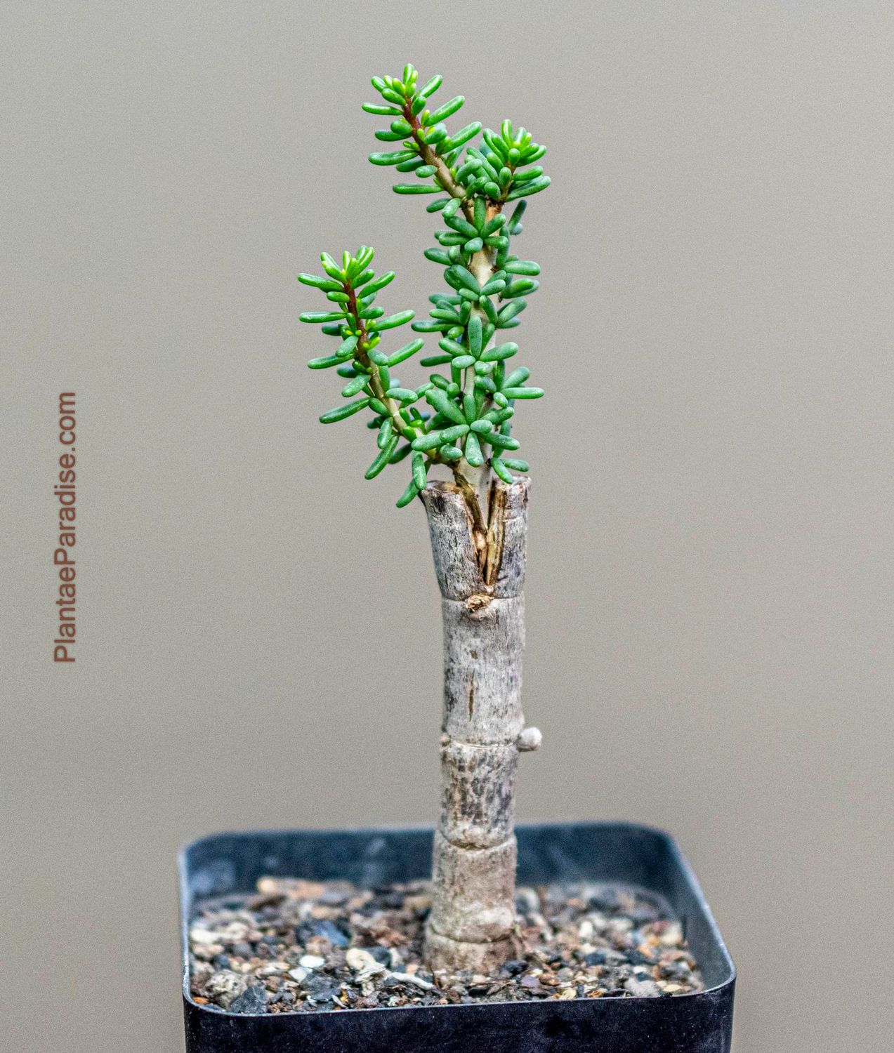 Ceraria namaquensis Ceraria namaquensis