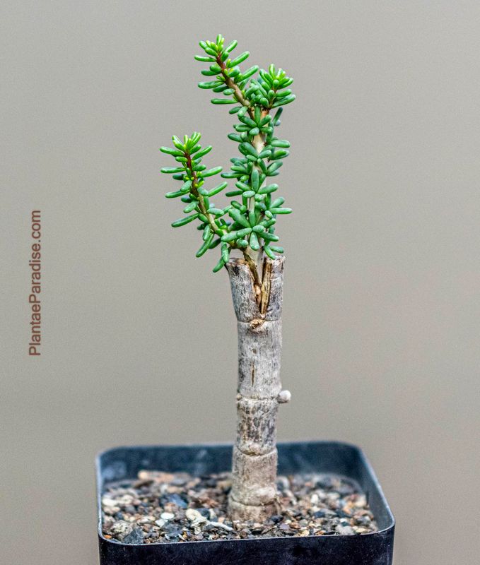 Ceraria namaquensis Ceraria namaquensis