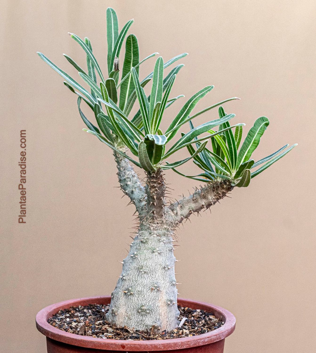 Pachypodium rosulatum subsp. gracilius