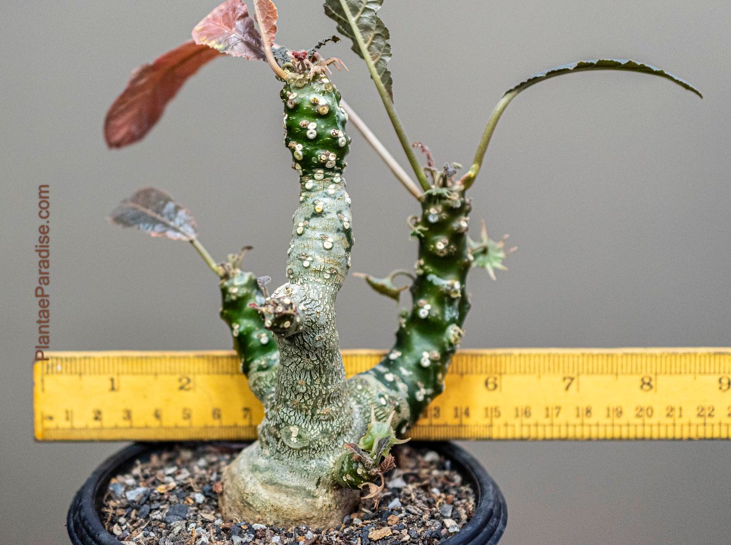 Dorstenia foetida Dorstenia foetida