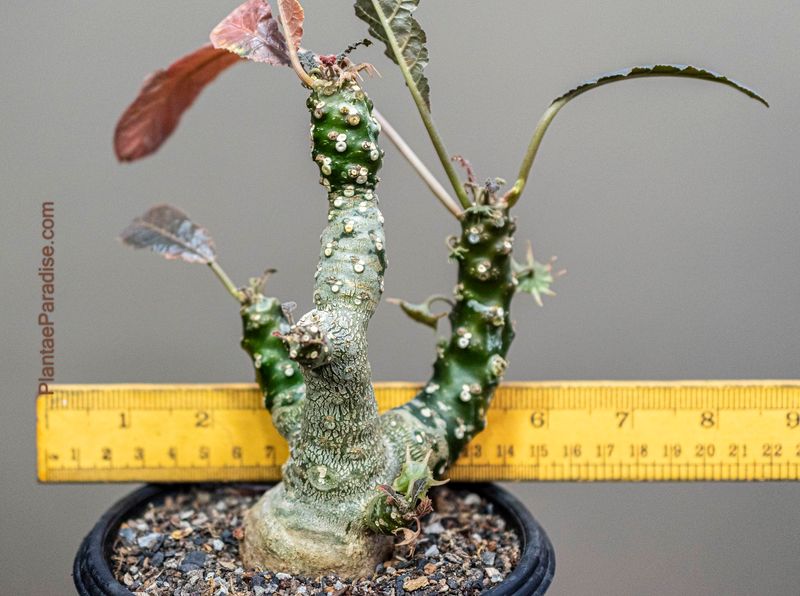 Dorstenia foetida Dorstenia foetida