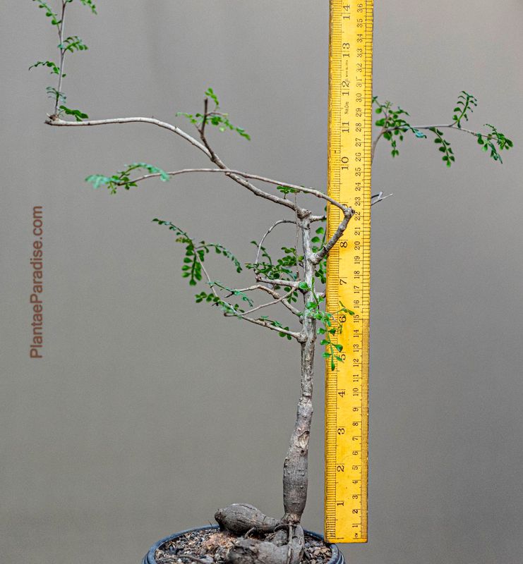 Operculicarya decaryi Operculicarya decaryi