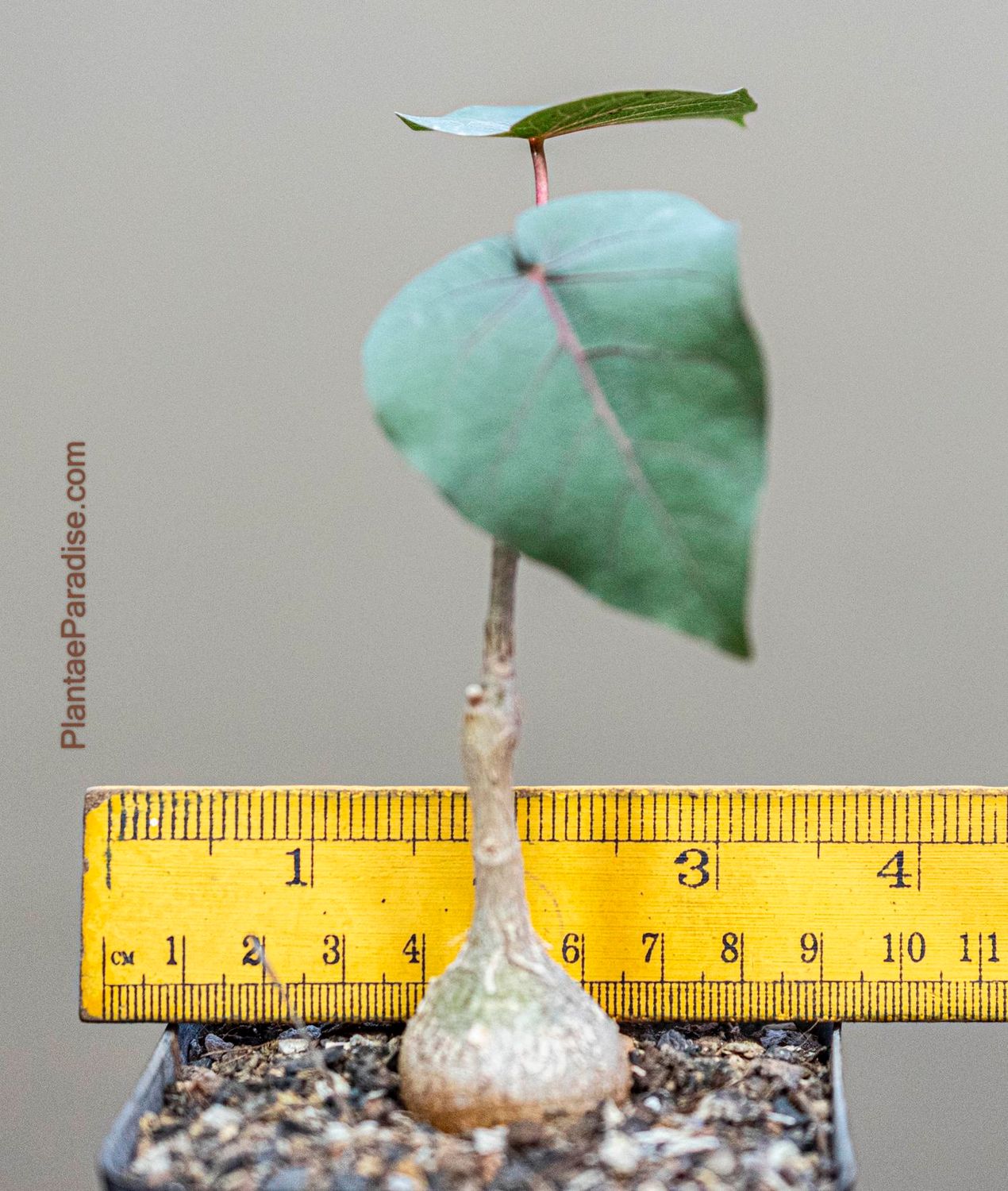 Ficus petiolaris Ficus petiolaris