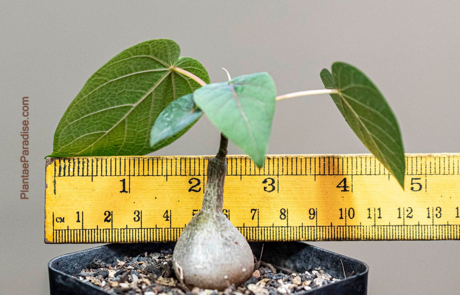 Ficus petiolaris Ficus petiolaris