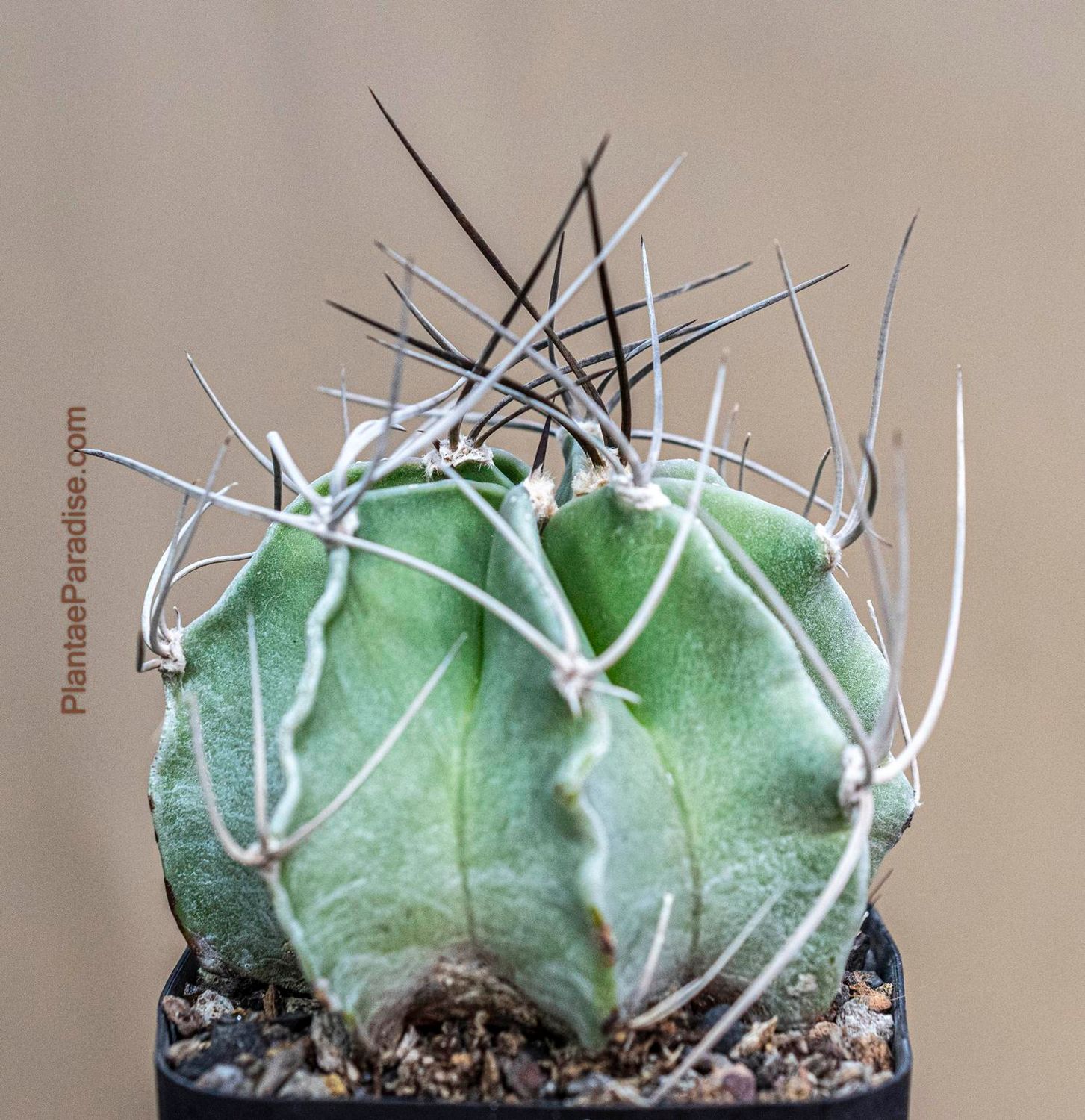 Astrophytum