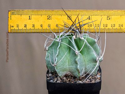 Buy Astrophytum Capricorne Var Crassispinum Cactus