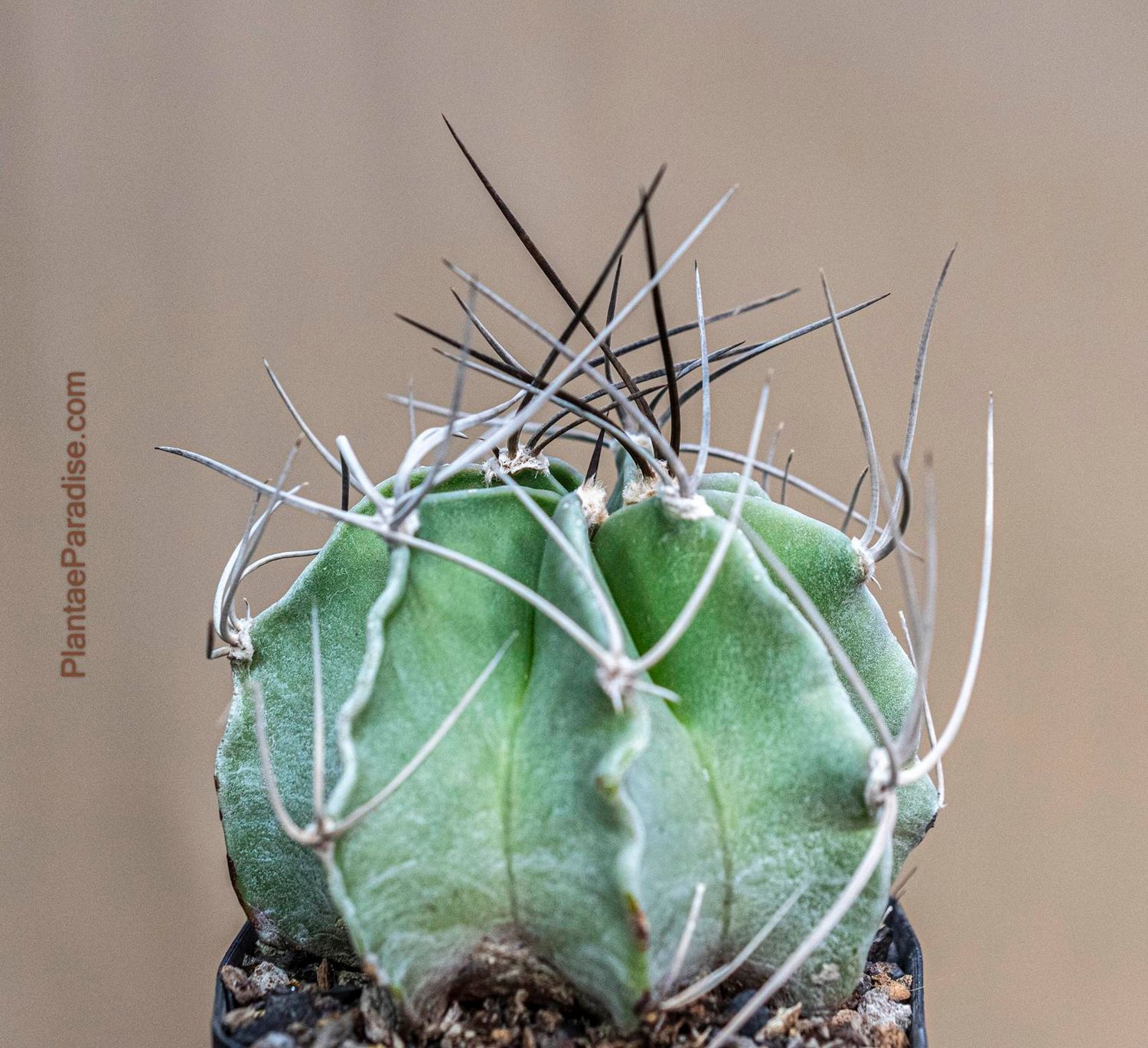 Astrophytum Capricorne Var. Crassispinum