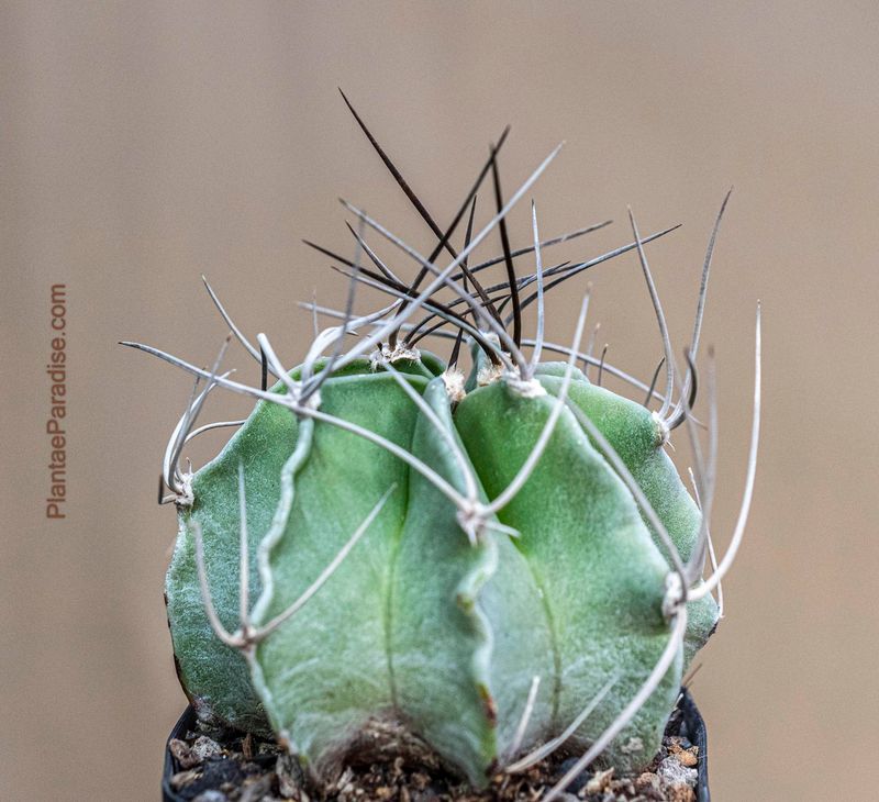 Astrophytum Capricorne Var. Crassispinum