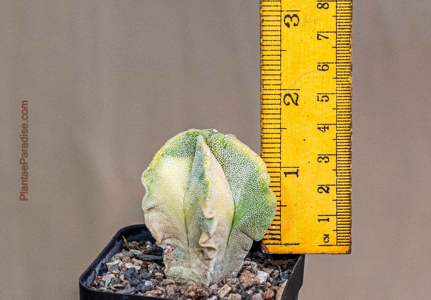 Astrophytum myriostigma  Variegated -Size