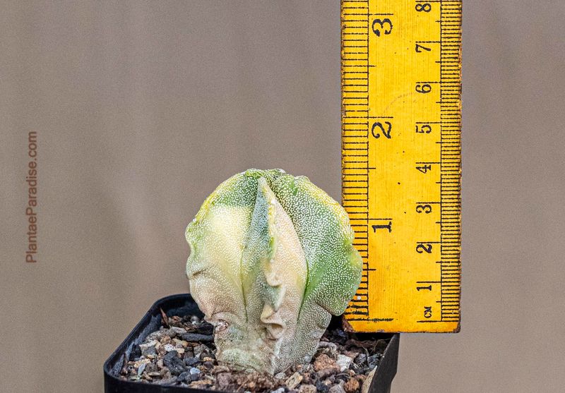Astrophytum myriostigma  Variegated -Size