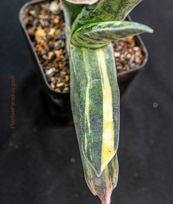 Gasteria bicolor caespitosa variegated