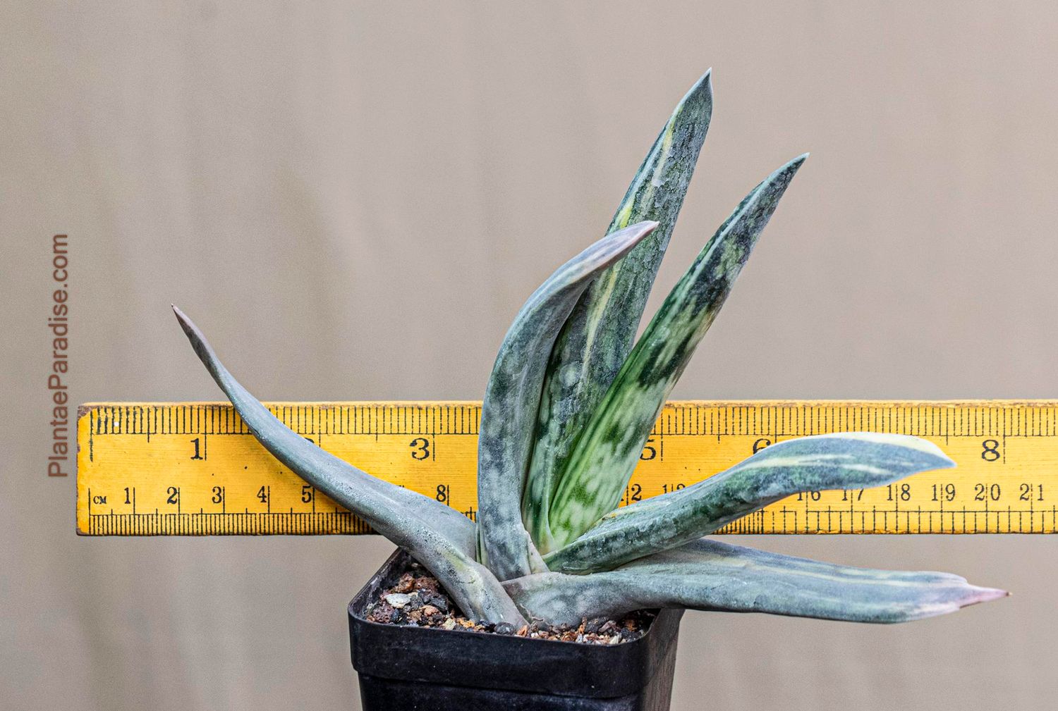 Gasteria bicolor caespitosa variegated Gasteria bicolor caespitosa variegated