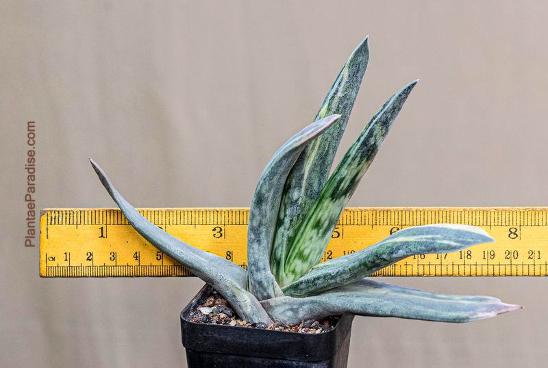 Gasteria bicolor caespitosa  variegated
