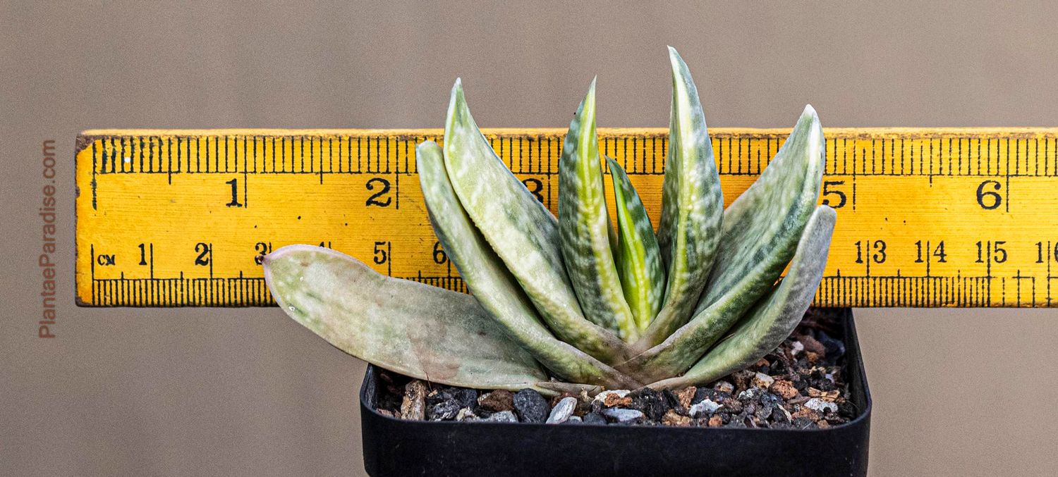 Gasteria cv. FUJI YUKI (Syn: Gasteria obtusa forma variegata) Gasteria cv. FUJI YUKI (Syn: Gasteria obtusa forma variegata)