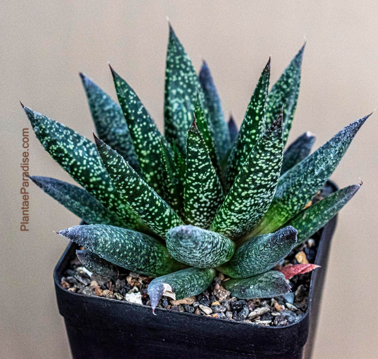 GasterAloe Green Dew / (Twilight Zone) GasterAloe Green Dew / (Twilight Zone)