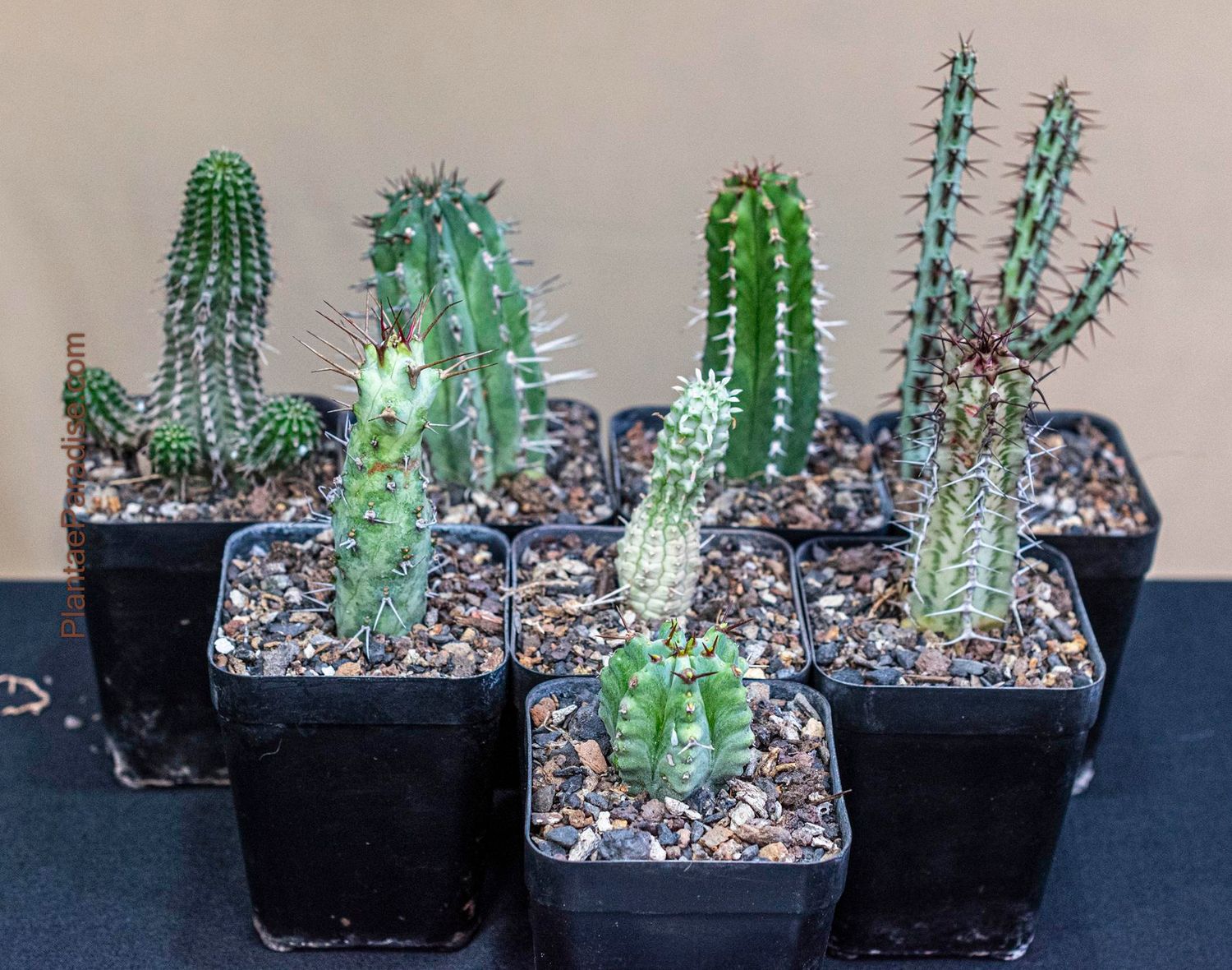 Budget Set 12 - Set of 8 Labelled Euphorbia Succulents