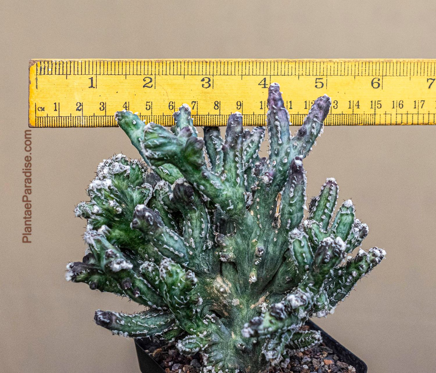 Monvillea spegazzinii forma crest (Type B) (Syn: Cereus spegazzinii)