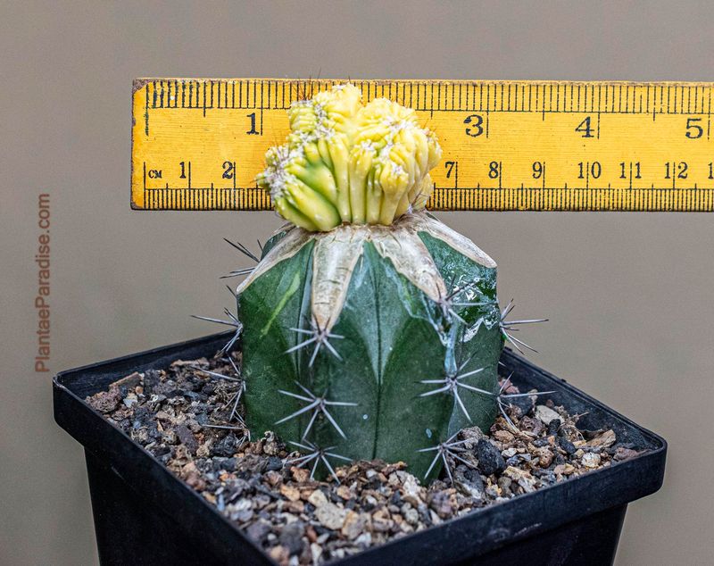 Cereus Peruvianus Var. Monstruosus F. Variegatus