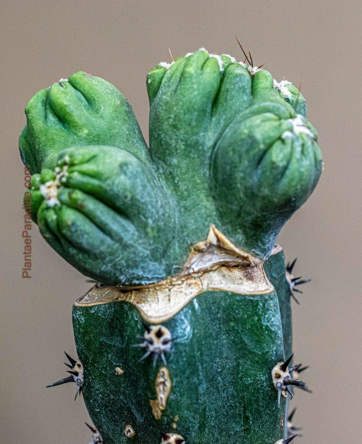 Cereus forbesi cv. Ming Thing Cereus forbesi cv. Ming Thing