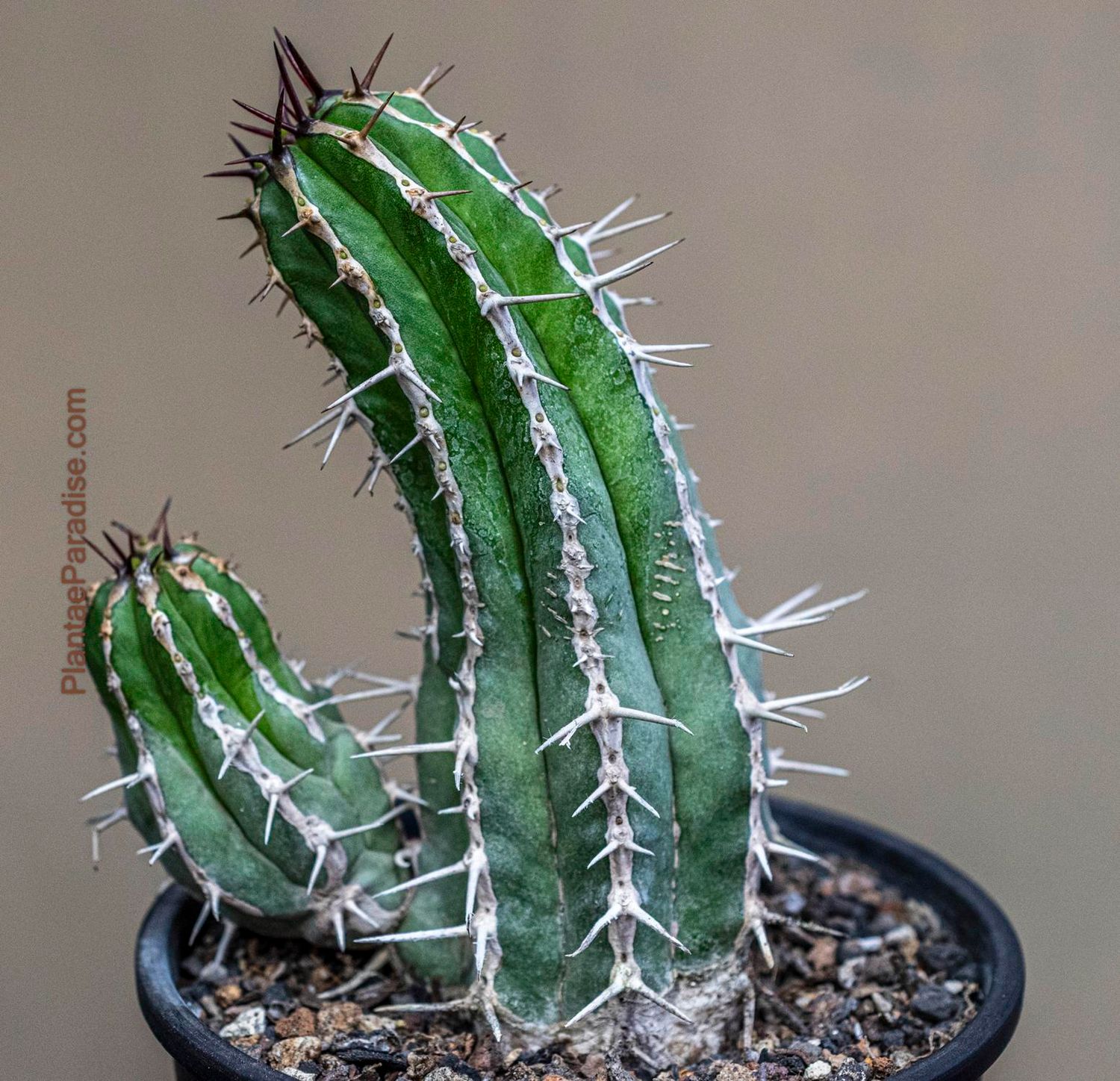 Euphorbia hadiensis Euphorbia hadiensis