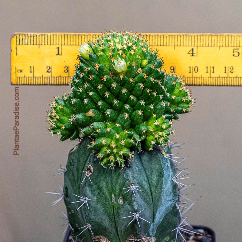 Mammillaria camptotricha cv. Bru