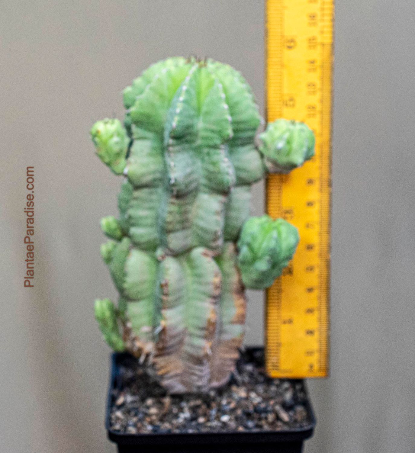 Euphorbia fruticosa inermis Euphorbia fruticosa inermis