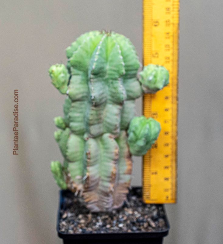 Euphorbia fruticosa inermis Euphorbia fruticosa inermis